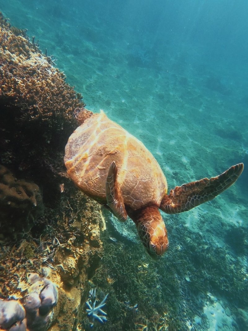 turtle