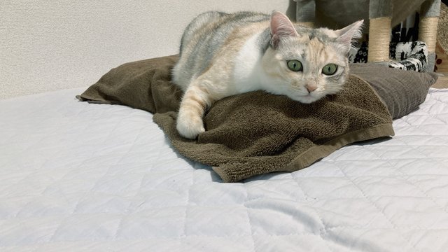 タイトル_猫