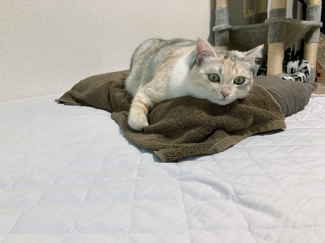 タイトル_猫