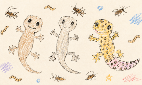 Geckoes